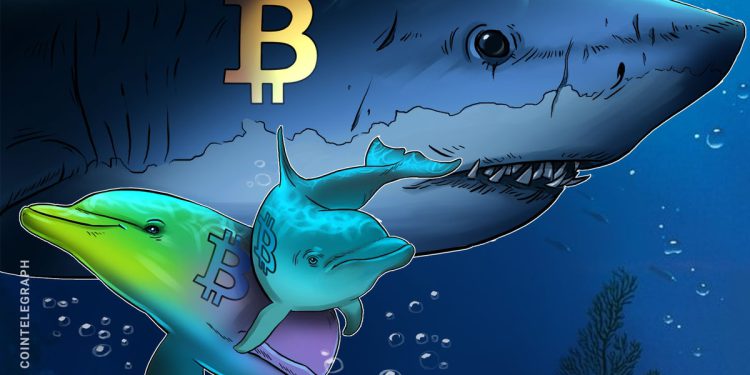 Bitcoin Sharks Accumulate at Fastest Pace Since 2012 as BTC Slides