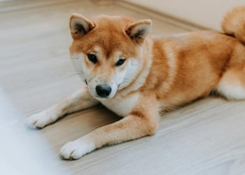 What Next as Dogecoin Slides Alongside Bitcoin, Memecoins