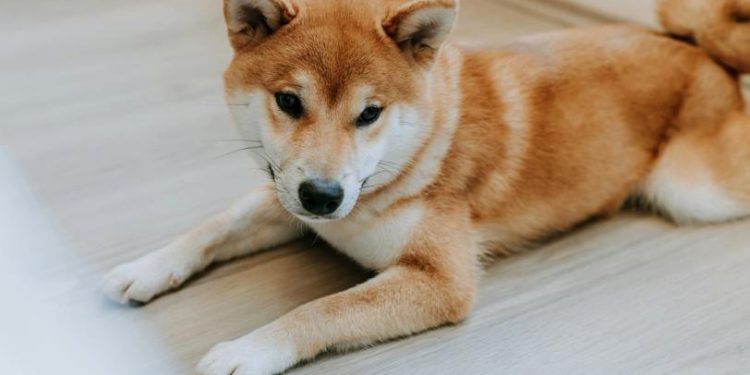 What Next as Dogecoin Slides Alongside Bitcoin, Memecoins