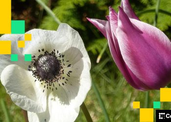 Concerns Ease, Bitcoin Firms and Altcoins Diverge