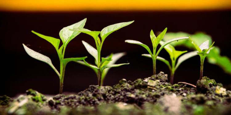 What Advisors Should Know as the Market Matures