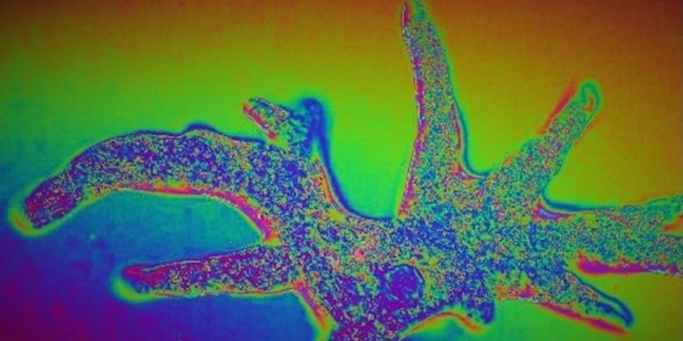 Ethereum bumps blob capacity as it gears for Fusaka upgrade