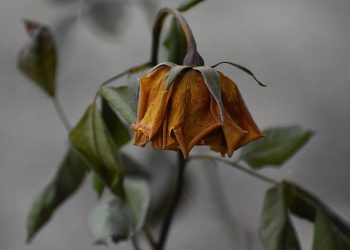 Bitcoin ETF optimism fades as three-day outflows streak erases early-month gains