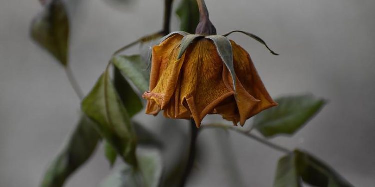 Bitcoin ETF optimism fades as three-day outflows streak erases early-month gains